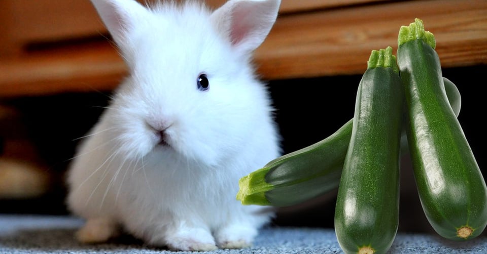 il-coniglio-nano-puo-mangiare-le-zucchine