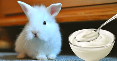 il-coniglio-nano-puo-mangiare-lo-yogurt