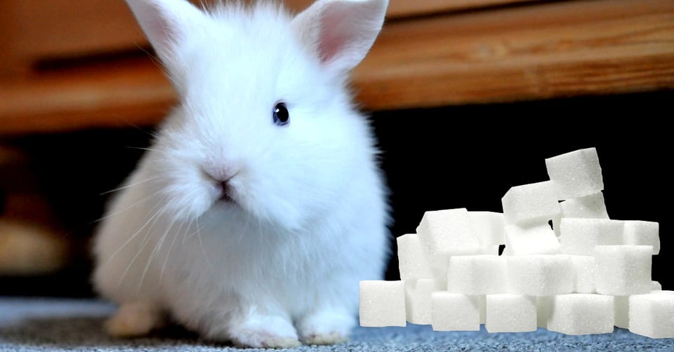 il-coniglio-nano-puo-mangiare-lo-zucchero