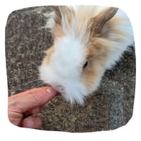 immagine-prodotto-bunny-nature-crispy-snack-barbabietola-mangime-complementare-per-conigli-02