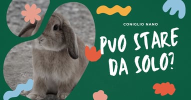 lasciare-il-tuo-coniglio-nano-da-solo-consigli-e-precauzioni