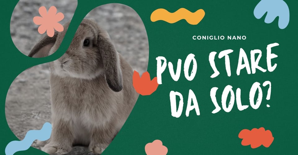 lasciare-il-tuo-coniglio-nano-da-solo-consigli-e-precauzioni