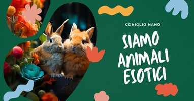 perche-il-coniglio-domestico-e-considerato-un-animale-esotico