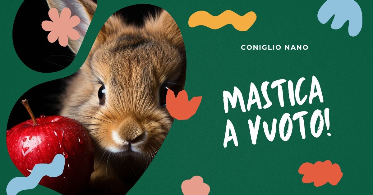perche-il-coniglio-nano-mastica-a-vuoto