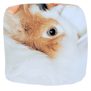 piccoli-coniglietti-grandi-storie-20-anni-insieme-ai-conigli-immagine-comp