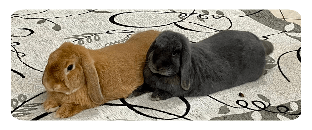 piccoli-coniglietti-grandi-storie-blue-bonnie-e-momo-immagine-02-comp