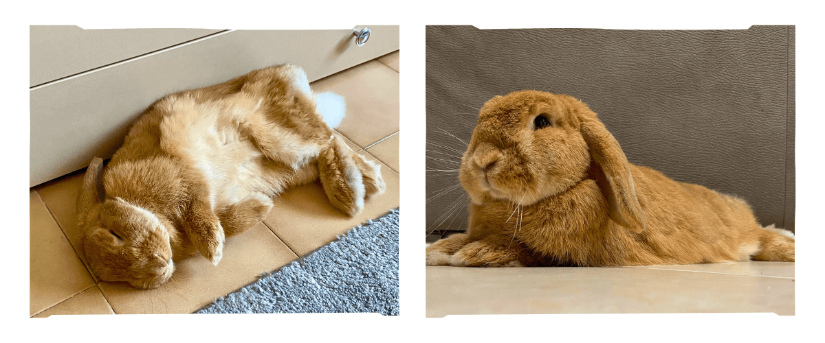 piccoli-coniglietti-grandi-storie-blue-bonnie-e-momo-immagine-03-comp