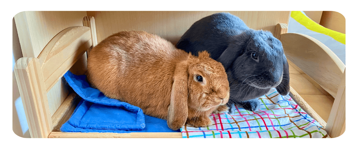piccoli-coniglietti-grandi-storie-blue-bonnie-e-momo-immagine-04-comp