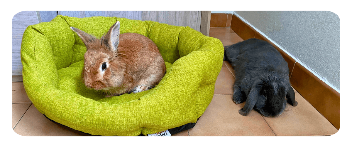 piccoli-coniglietti-grandi-storie-blue-bonnie-e-momo-immagine-06-comp