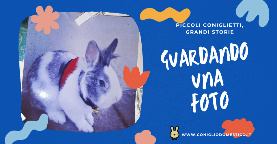 piccoli-coniglietti-grandi-storie-guardando-una-foto-comp