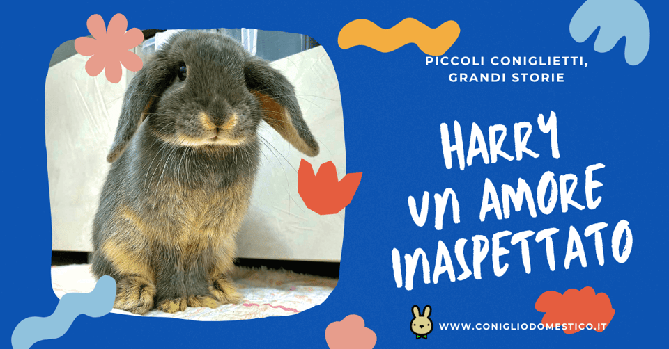 piccoli-coniglietti-grandi-storie-harry-un-amore-inaspettato-comp