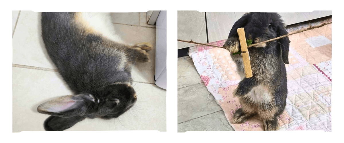 piccoli-coniglietti-grandi-storie-harry-un-amore-inaspettato-immagine-02-comp