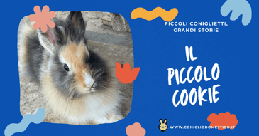 il-piccolo-cookie