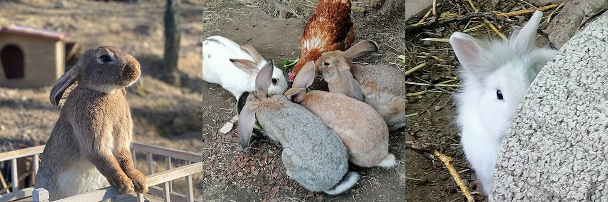 piccoli-coniglietti-grandi-storie-il-rifugio-per-conigli-nani-di-dalila-01