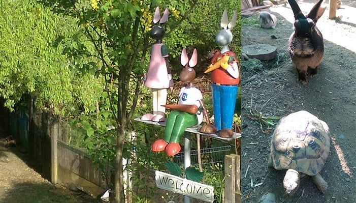 piccoli-coniglietti-grandi-storie-il-rifugio-per-conigli-nani-di-dalila-02
