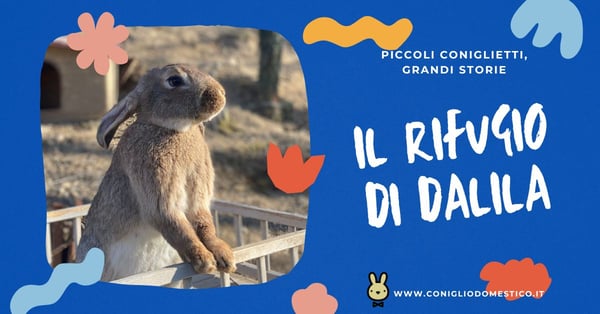 piccoli-coniglietti-grandi-storie-il-rifugio-per-conigli-nani-di-dalila