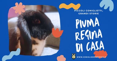 piccoli-coniglietti-grandi-storie-piuma-regina-di-casa