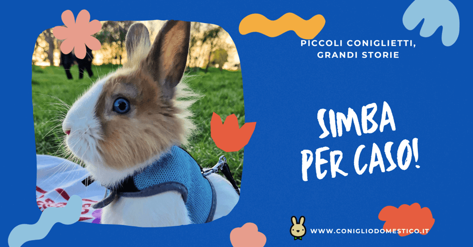 piccoli-coniglietti-grandi-storie-simba-per-caso-comp