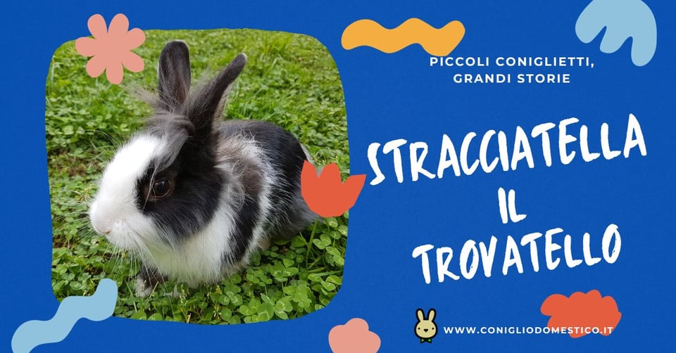 piccoli-coniglietti-grandi-storie-stracciatella-il-trovatello