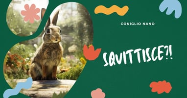 quando-il-coniglio-nano-squittisce