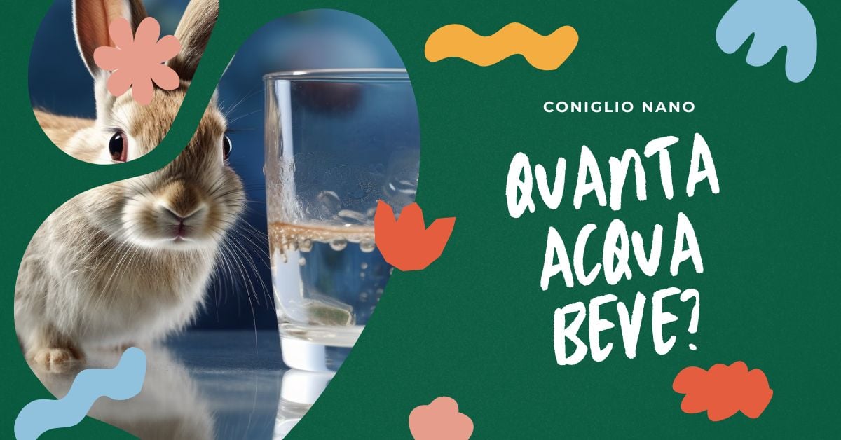 quanta-acqua-deve-bere-un-coniglio-nano