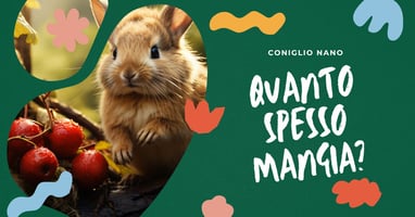 quante-volte-al-giorno-deve-mangiare-il-coniglio-nano