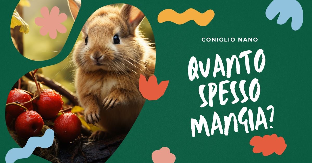 quante-volte-al-giorno-deve-mangiare-il-coniglio-nano