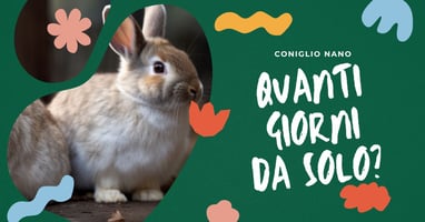 quanti-giorni-puo-stare-da-solo-un-coniglio-nano