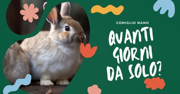 quanti-giorni-puo-stare-da-solo-un-coniglio-nano