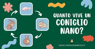 quanto-vive-un-coniglio-nano