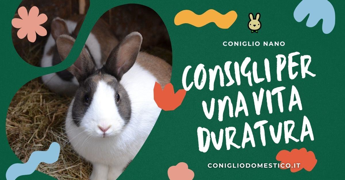 Durata Media Della Vita Di Un Coniglio: Consigli Per Lunga Vita - Foto 6