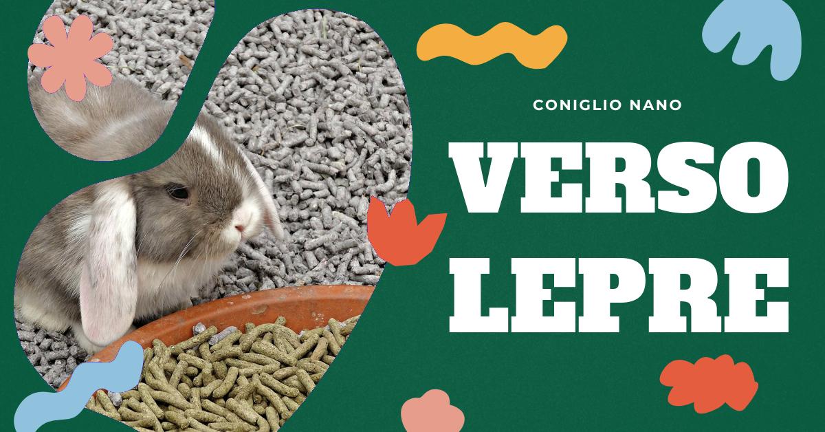 Verso della Lepre: Scopri il Nome del Suono Eletto da Questo Mammifero