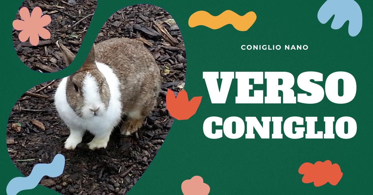 Falconeria Allontanamento Volatili Con Falchi | Ekonore - Foto 12