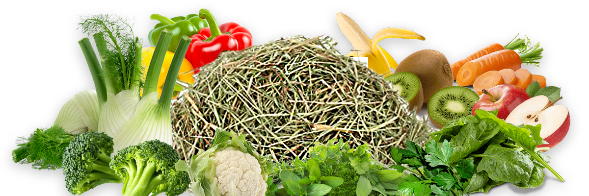 fieno-e-verdure-per-coniglio-nano