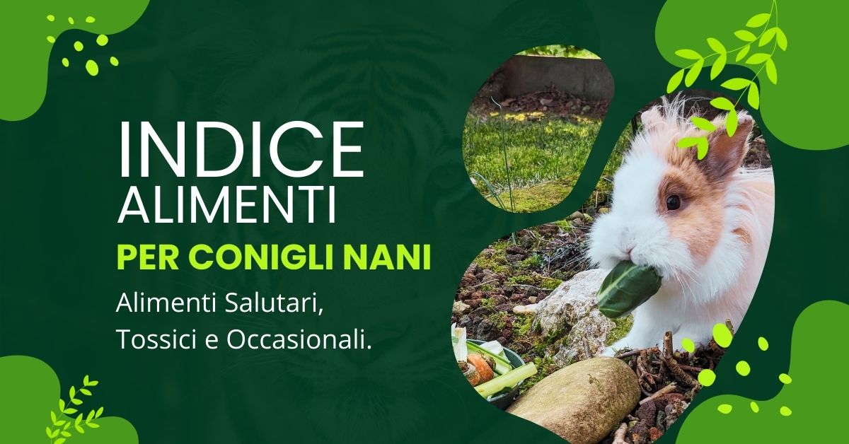 indice-alimenti-per-conigli-nani-salutari-tossici-occasionali